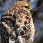 小蓝视频官网 asowo6