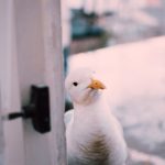 小蓝gv官网 v7ja1qivi